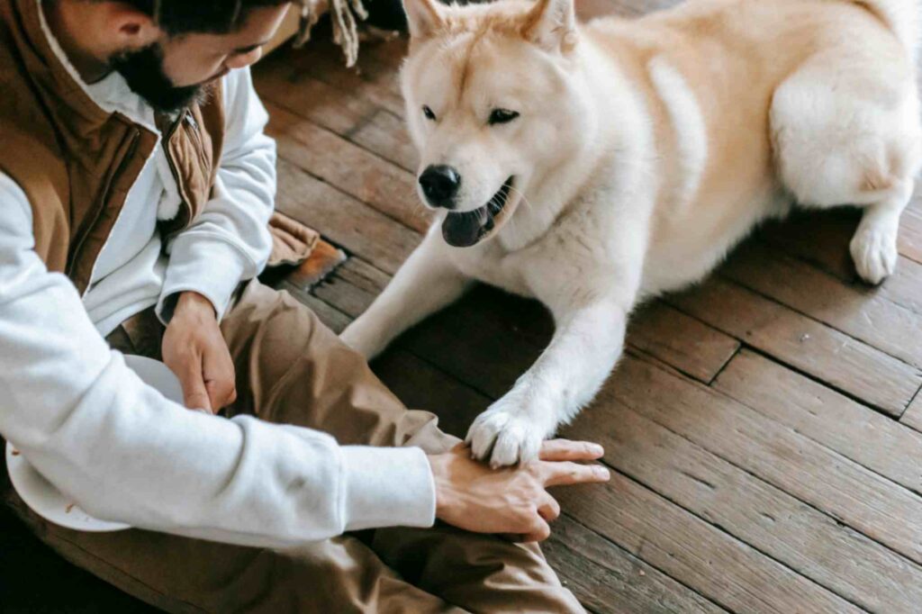 Brain Training for Dogs